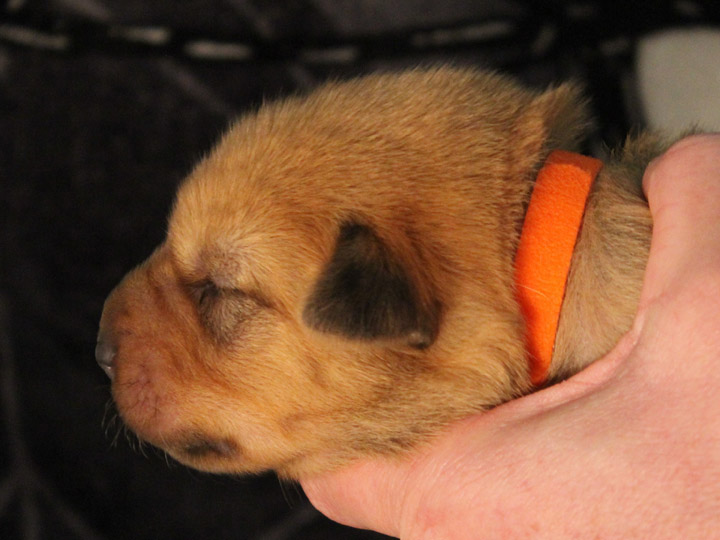 chinook puppy